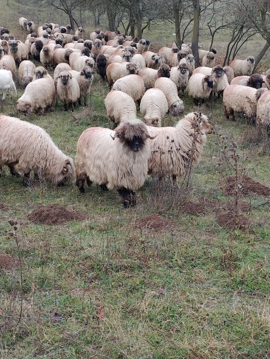 Oi bucalai disponibile