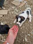 Catei pentru adoptie