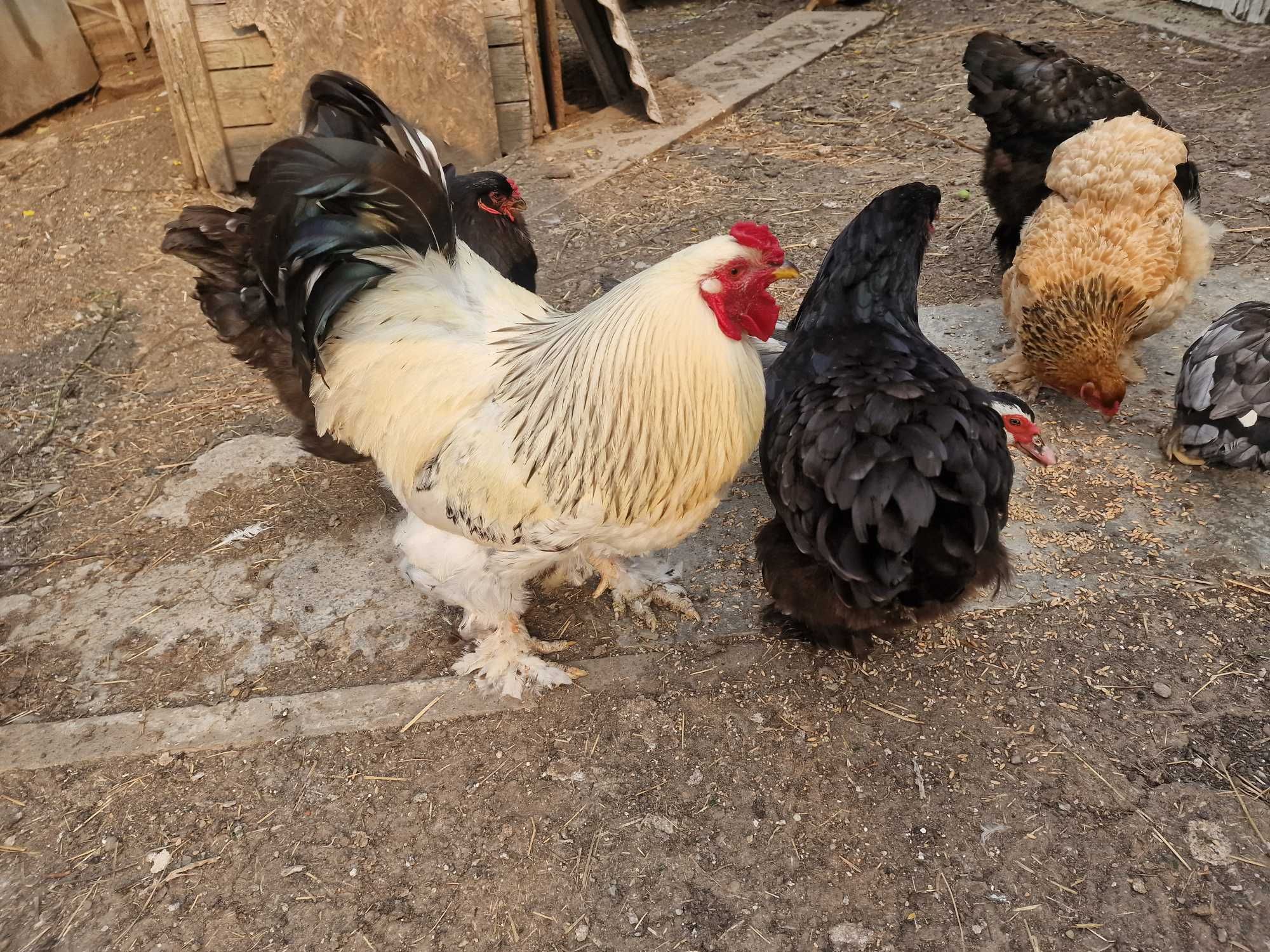 Gaini si cocoș Brahma