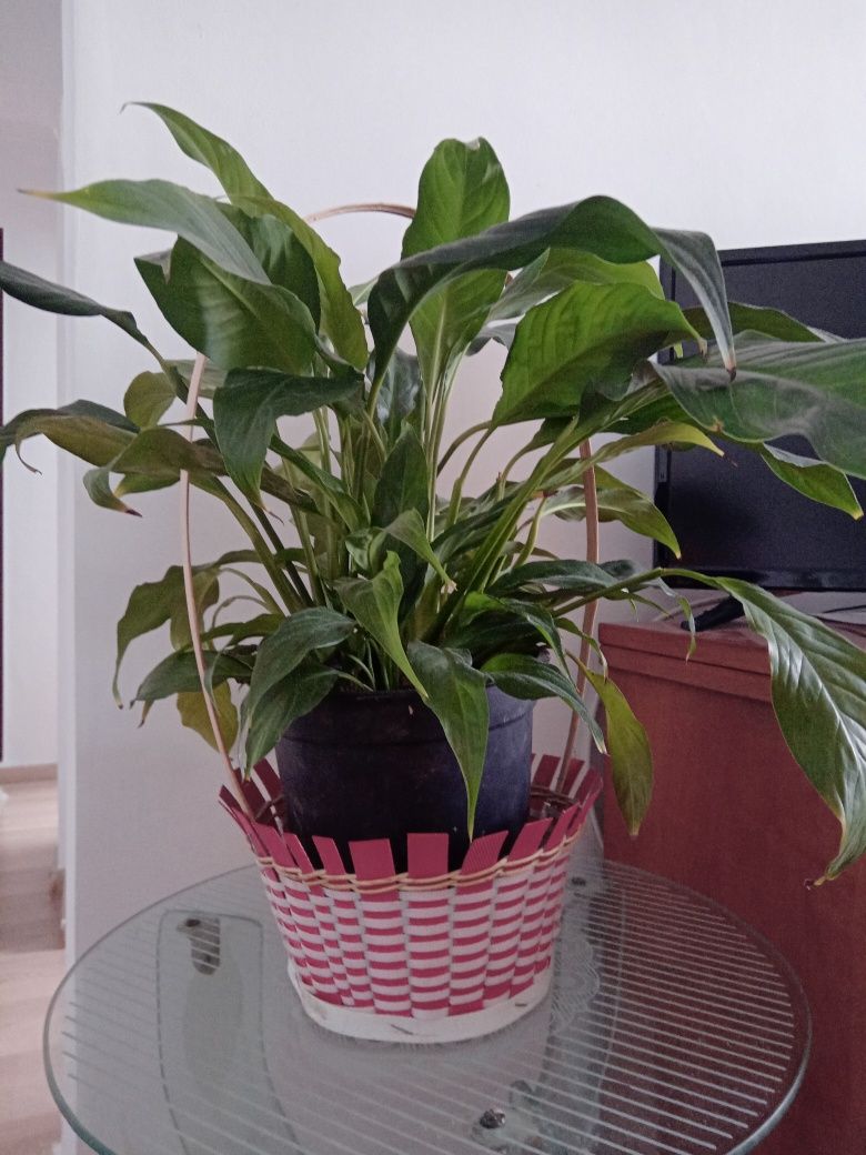 Flori si plante de apartament la fir (bulb ) / ghiveci: crini, etc.