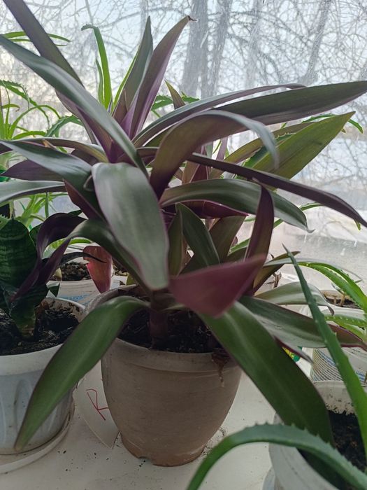 Продам аихризон "Дерево любви" и Рио