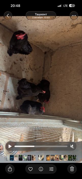 Tovuq xoroz karlik koxla xarhil 150 min dan donaga optim kelishamiz