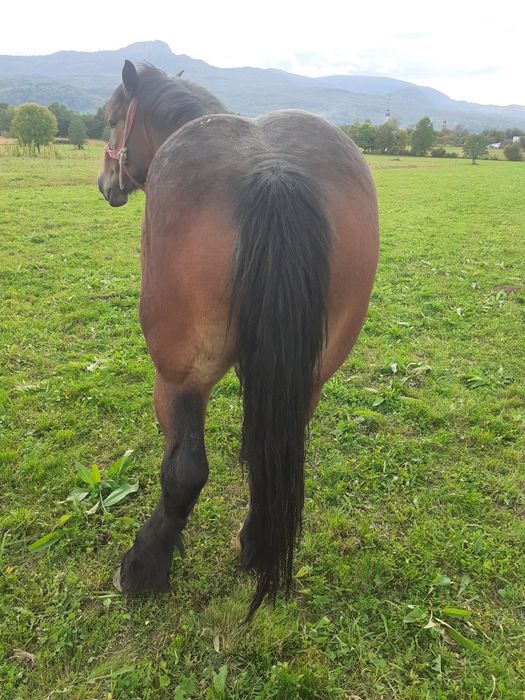 Vând mânză grea de 4 ani