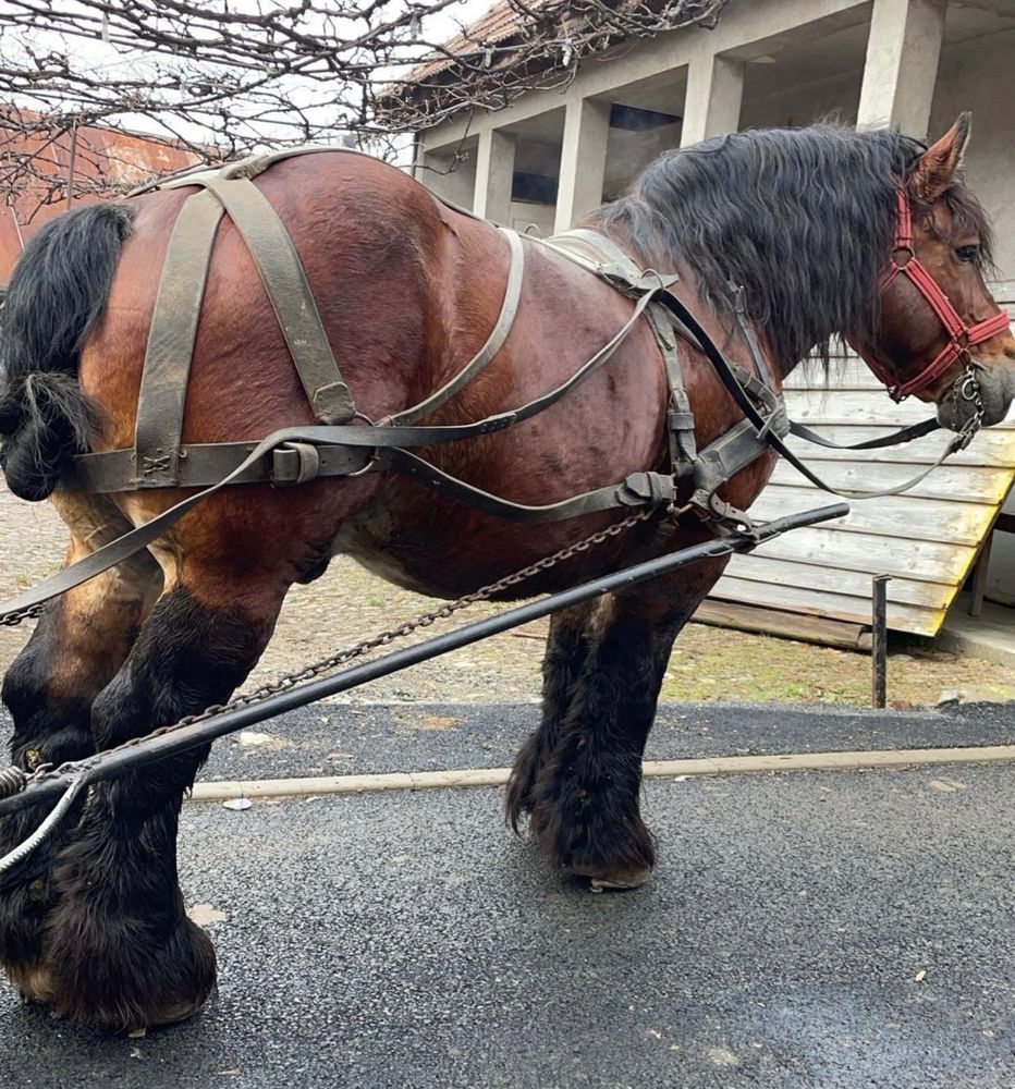 Armăsar Ardenez de montă