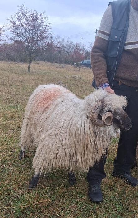 Vând berbecii bucălai