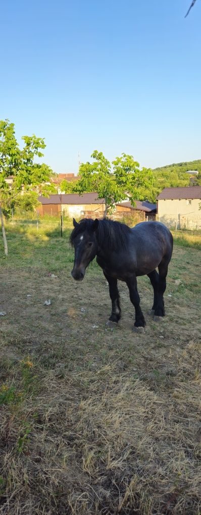 Manz de 1 an jumătate de vanzare