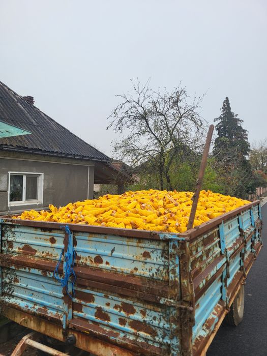 Vand porumb producție 2025