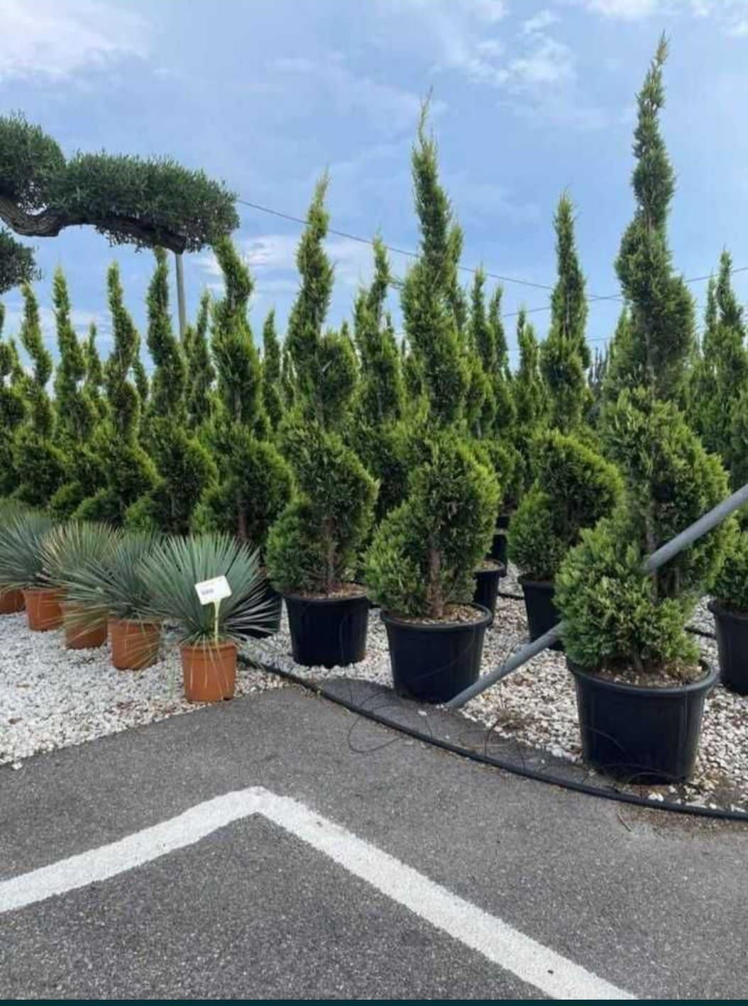 Plante ornamentale gazon rulou sport pin mugo