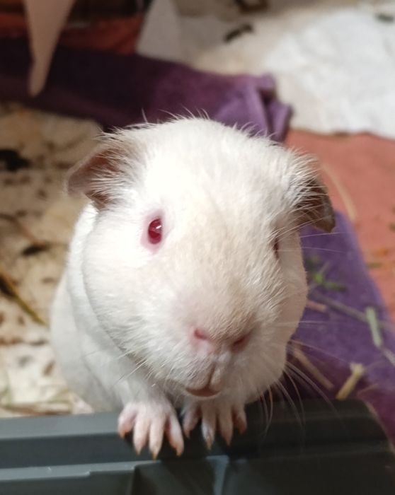 Морски свинчета Подарявам