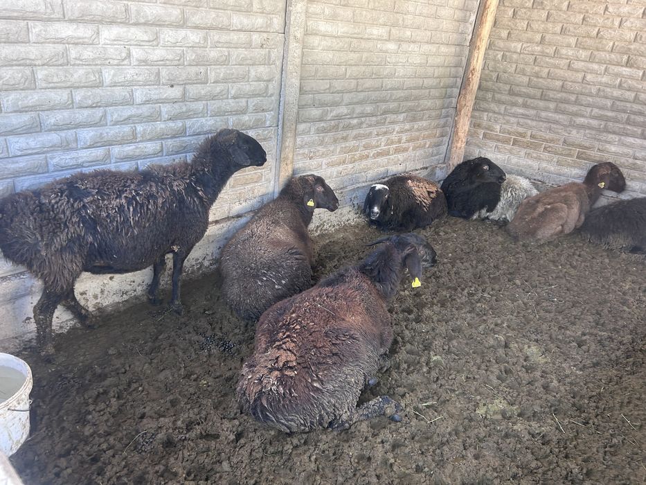 Байлау қой сатылады