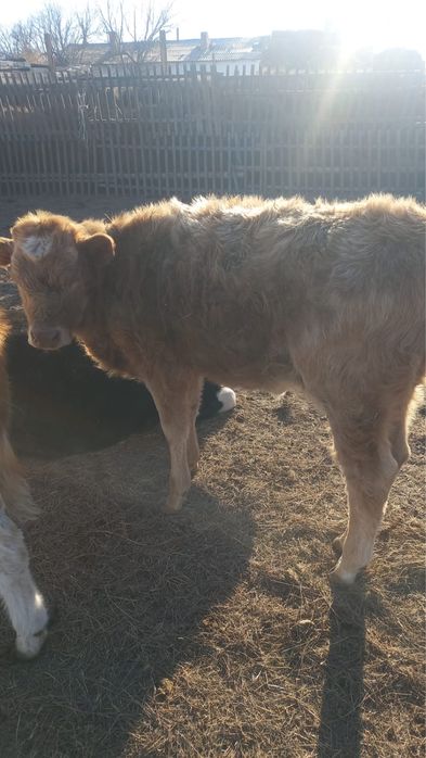 Ұрғашы және еркек мал сатылады