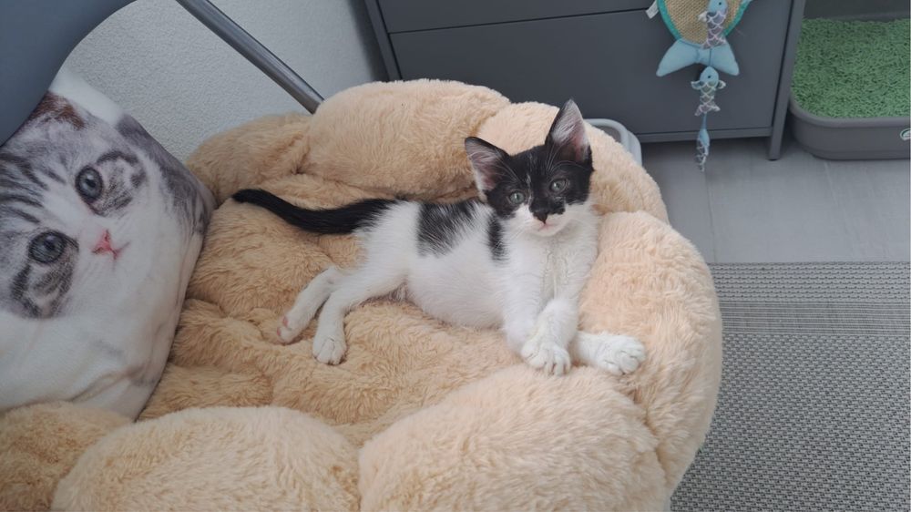 Pui pisica adoptie motan