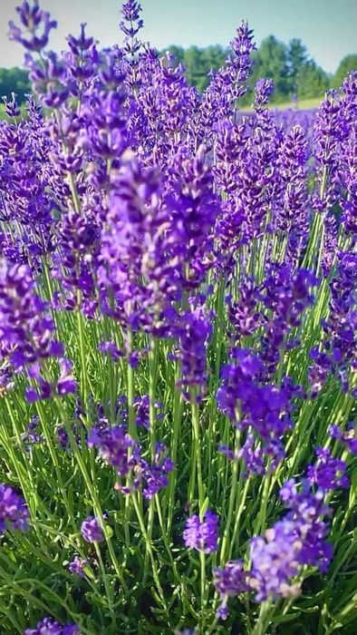 Butasi Lavanda Sevtopolis la oferta foarte rezistenti