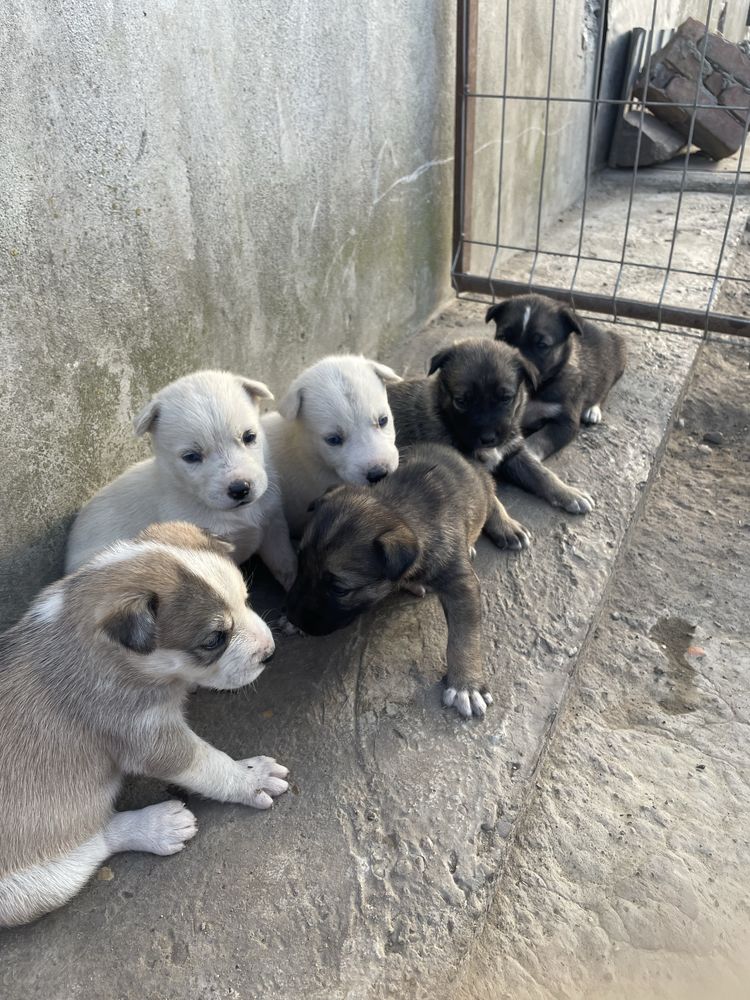 Ofer spre adopție căței metiși cu husky – Brăila (Romanu)