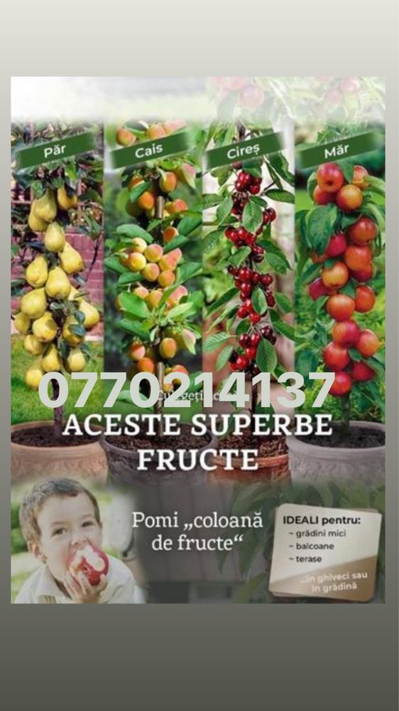 Pomi fructiferi columanari 3/4 pe rod