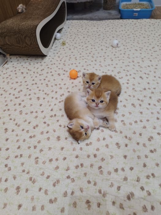 Котята британцы золото