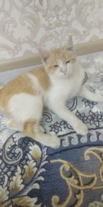 Mushuklar bepul beriladi yaxshi qŏllarga