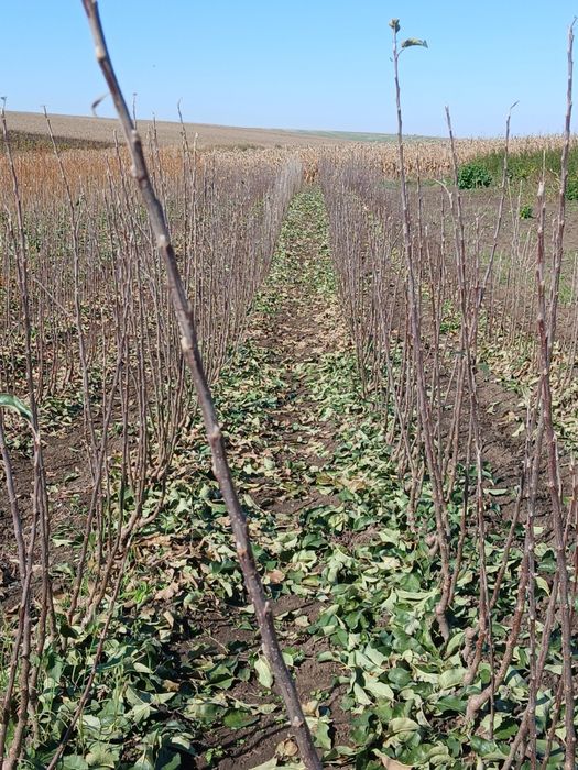 Pomi fructiferi certificati