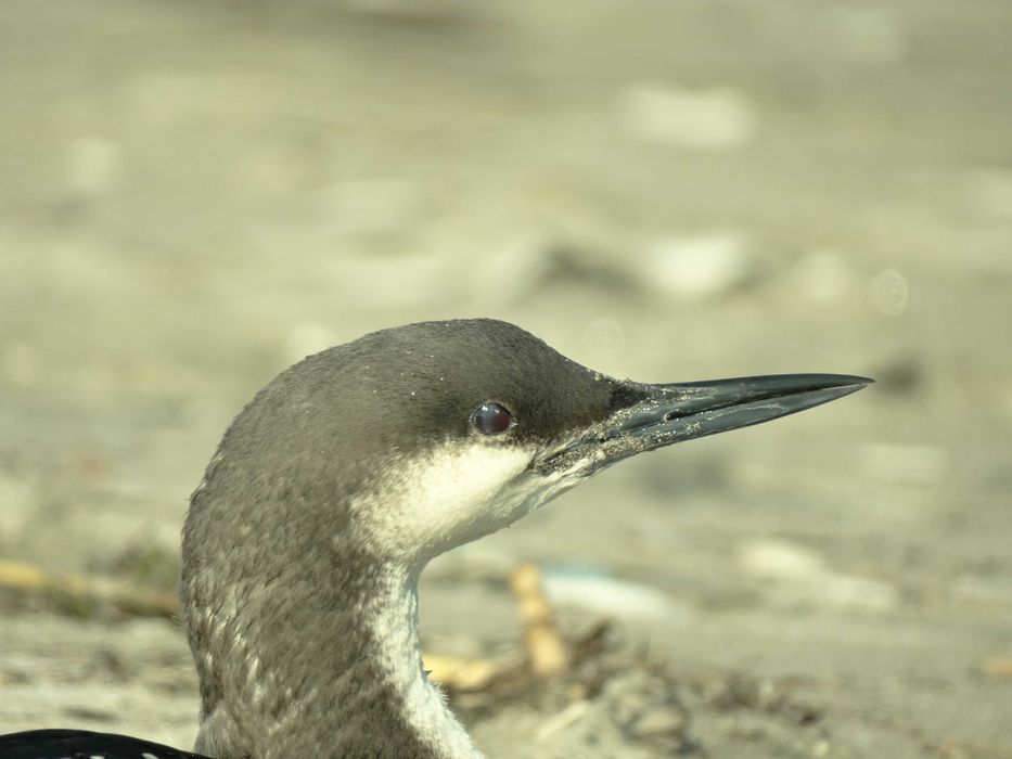 Фотоапарат _ SONY Cyber-shot DSC HX300 _изполозван + чанта +32GB памет