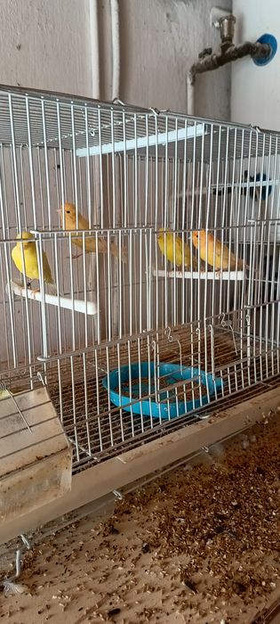 Canari de vanzare