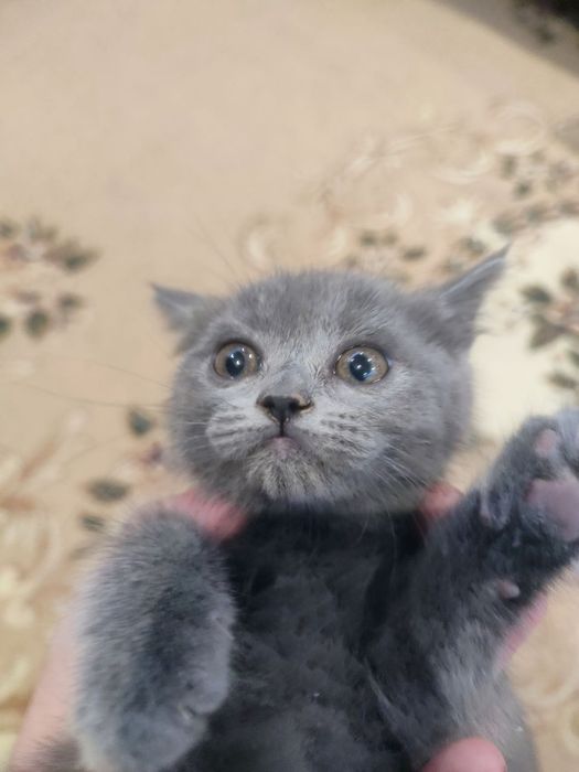 кошка страйт девочка 2 месяца