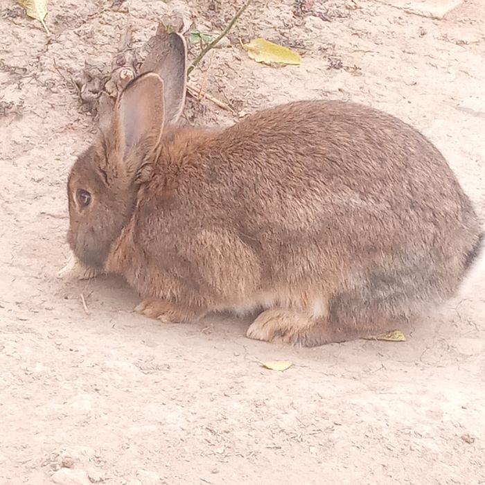 Erkak quyon sotiladi