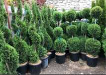 Plante ornamentale - Garden Devis
