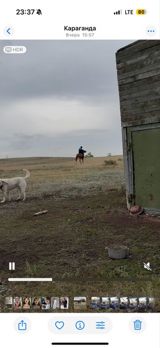 Алабай ит сатылады.