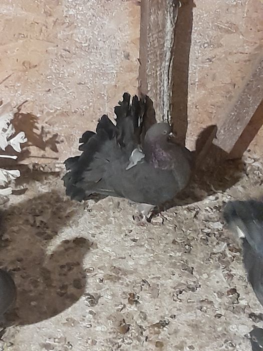 Vând porumbei curcani