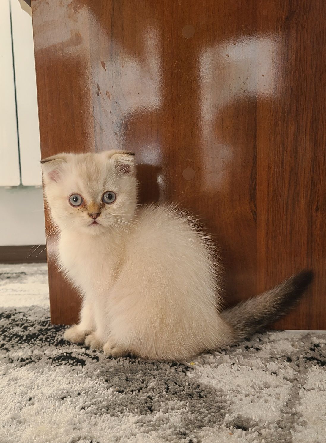 Продаются котята скоттиш фолд