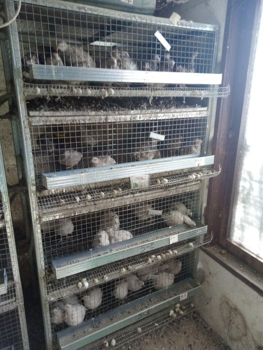 Пъдпъдъци и яйца от пъдпъдъци.