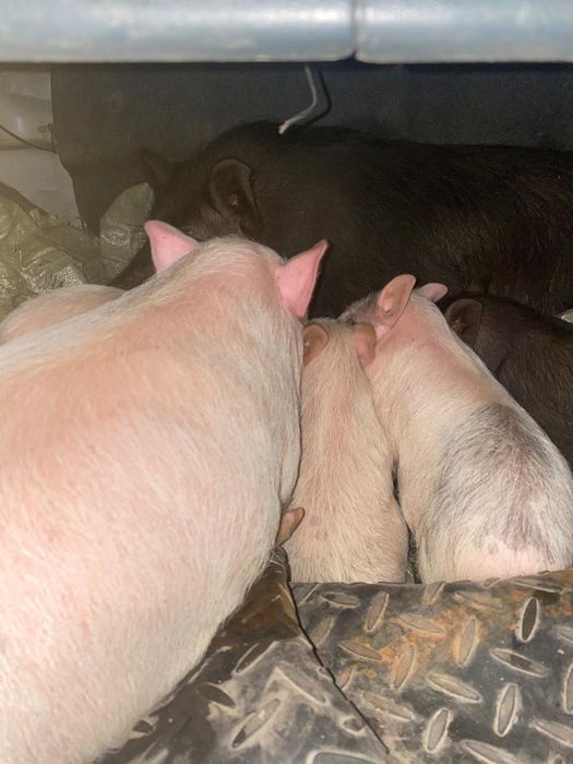 Продадим вьетнамских свиней