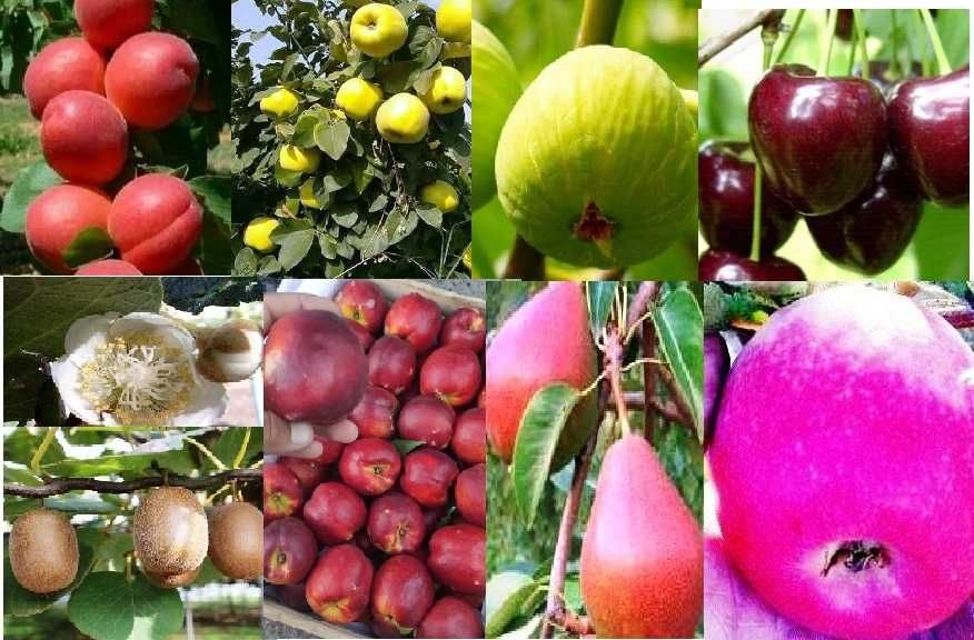 Мевали дарахт кучатлари - Саженцы плодовых деревьев