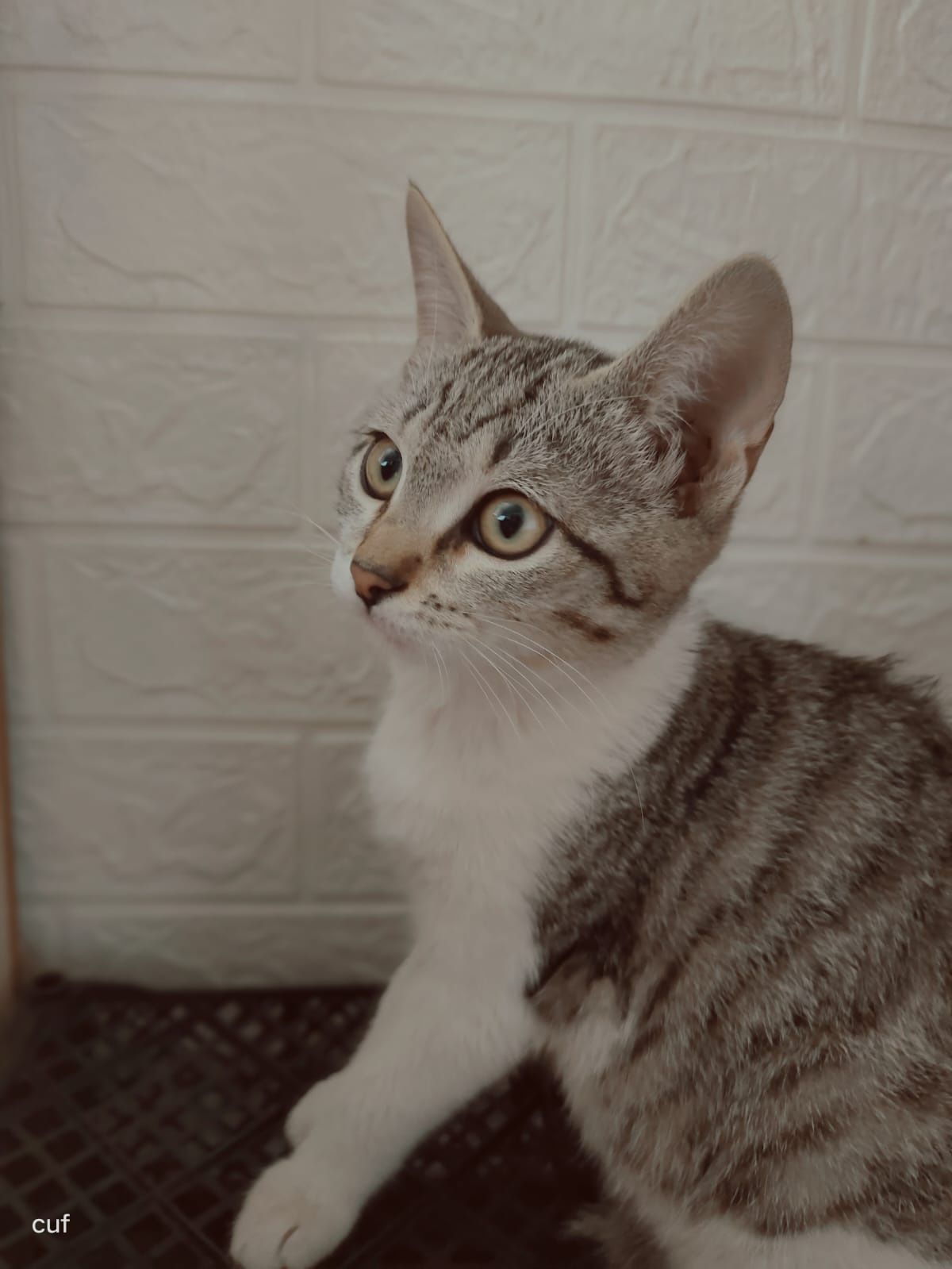 Отдам бесплатно котят