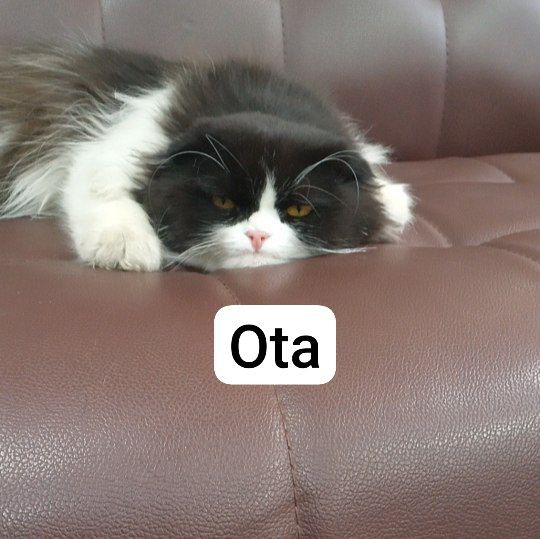 Skotish hayland toza qon  strayt va fold 40 kunlik òģil va qizchala.