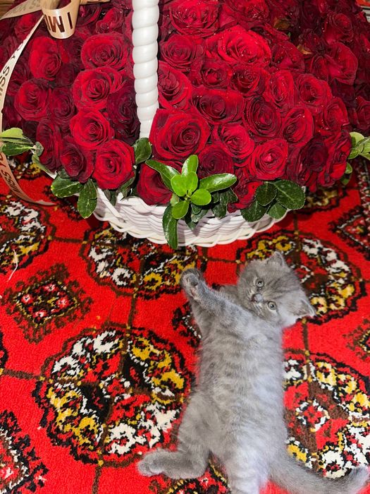 Skotish fold Toza zot