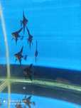Млади скаларии Black Angel Fish Long fin