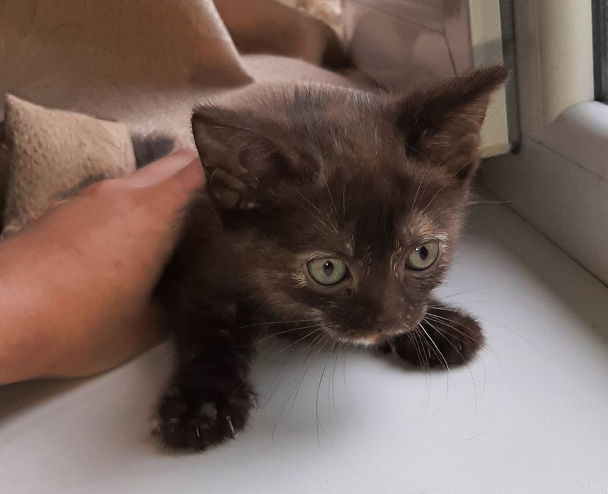 Отдаю в добрые руки серую кошечку