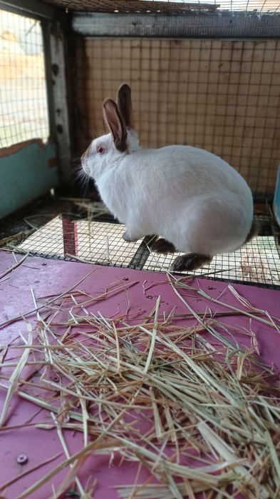 Toza kaliforniya quyoni