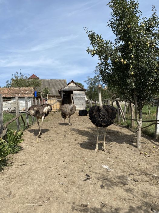 Struti maturi 2 masculi si 3 femele