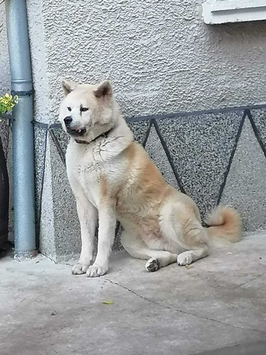 Мъжко кученце Акита