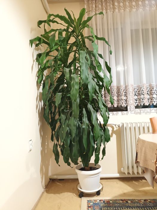 Драцена чисто зелена висока 2м