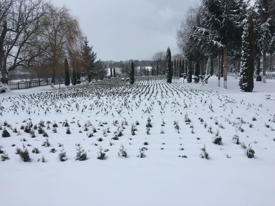 Pepiniera Arbori Ornamentali ( Tuia, Gard viu)