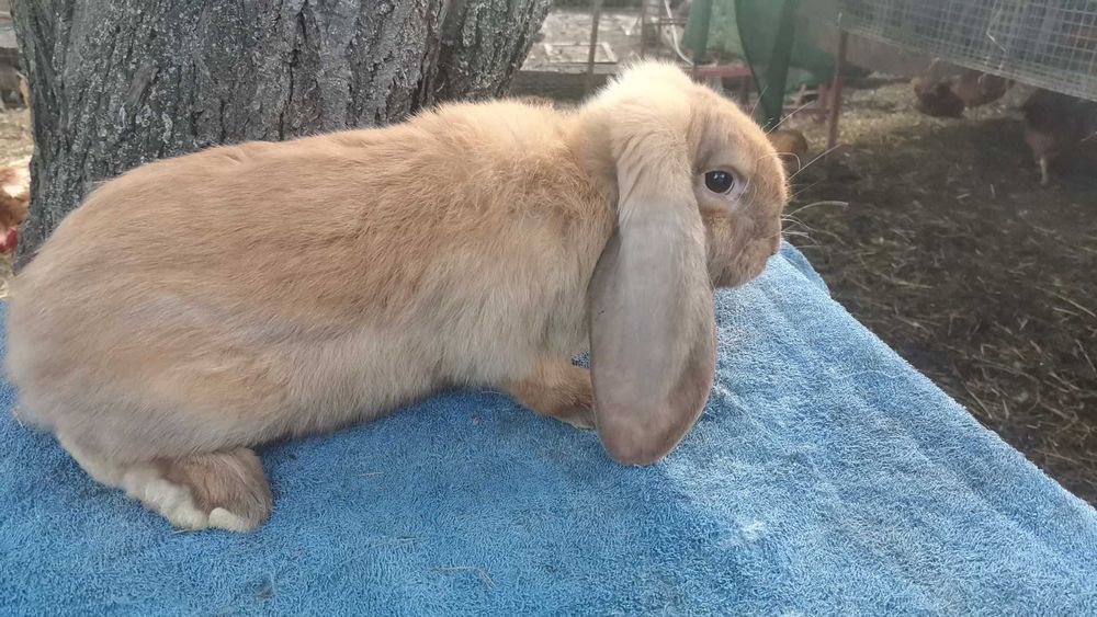 Iepuri berbec german