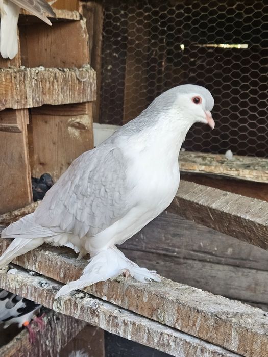 Porumbei Lahore mai multe culori