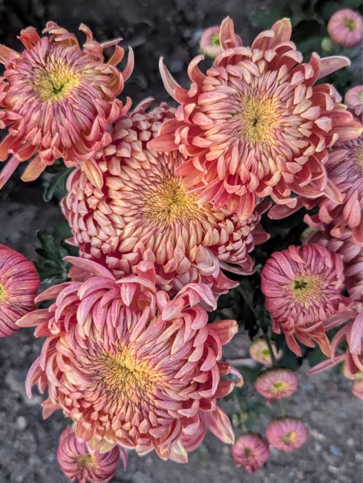 Хризантеми многогодишни и студоустойчиви
