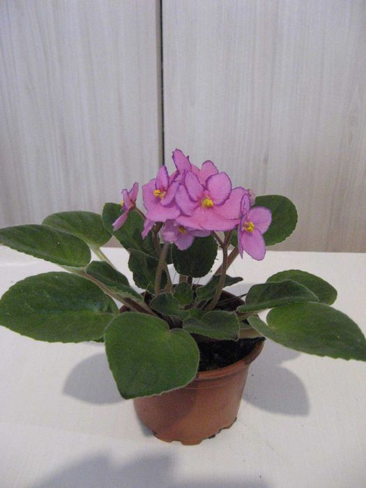 сентполии (африканска теменужка)