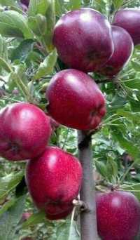 Vând pomi fructiferi