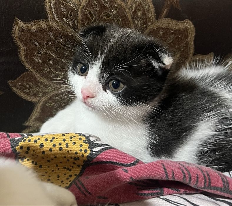 Милашки шотланские веслоушки