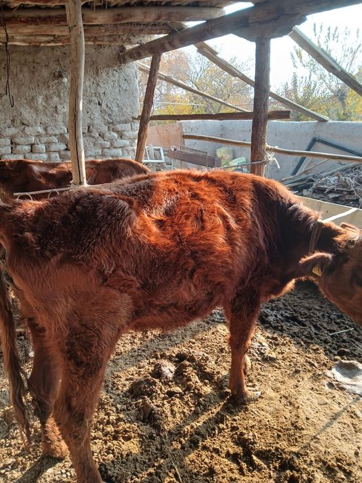 6 oylik Bugʻoʻz gʻunojin sotiladi